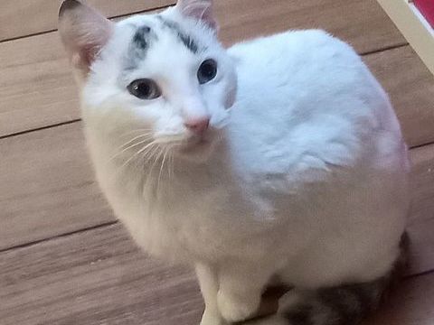 Gustavo, 2 ans, adorable chat sauvé d'un abandon cherche sa famille pour la vie. &#10084;&#65039; 180 26100 Romans-sur-isre