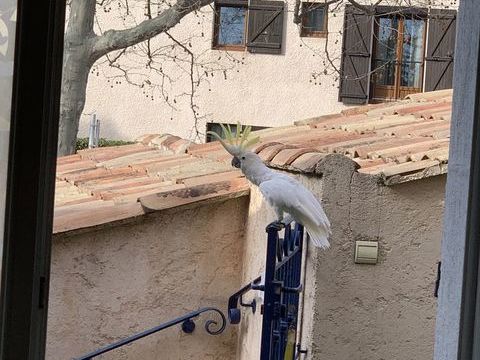 Perroquet cacato&egrave;s a hupp&eacute; jaune 700 83160 La valette-du-var