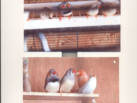 Jolis jeunes couples de MANDARINS divers coloris
12 49122 Le may-sur-Èvre