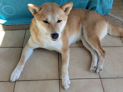 chienne shiba inu 1000 85440 Avrill�