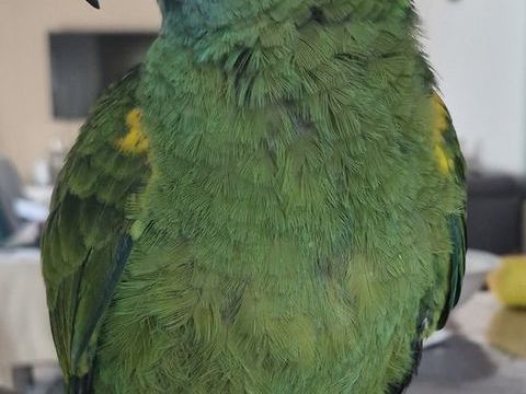 Amazone &agrave; front bleu 950 45290 Boismorand