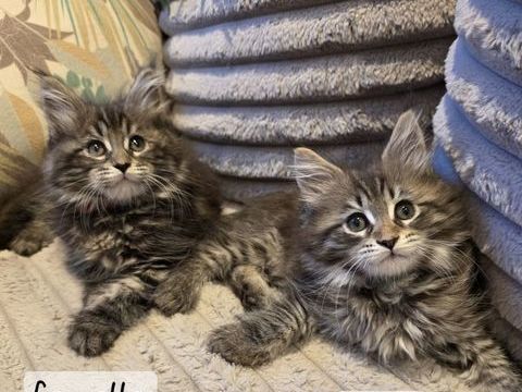 Chaton Maine coon 750 59230 Saint-amand-les-eaux