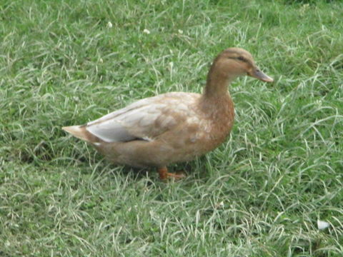 ECHANGE COUPLE DE COLVERT
ET UN MALE 20 60170 Dreslincourt