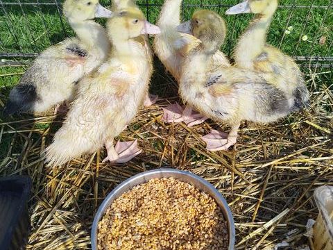 Jeune canards de barbarie , 15 77114 Herm�