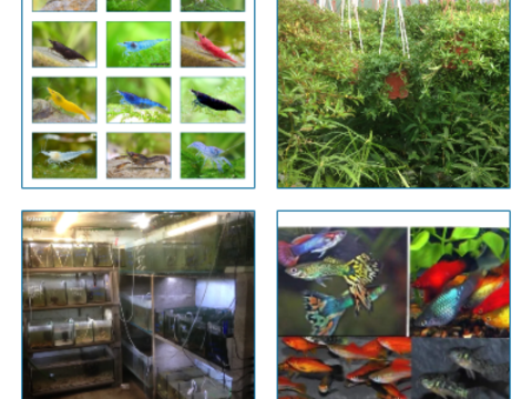 crevette neocaridina red cherry macrobrachium ecrevisse bleu 1 67880 Krautergersheim