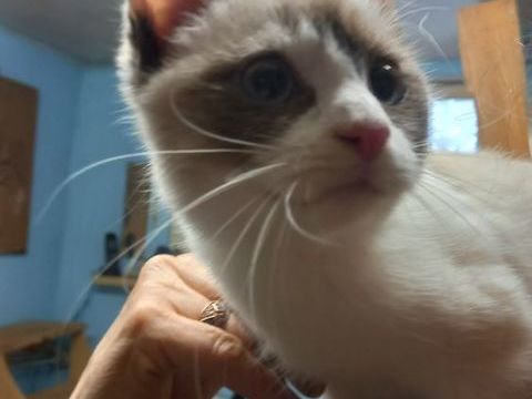 Chaton crois&eacute; siamois  450 67150 Uttenheim