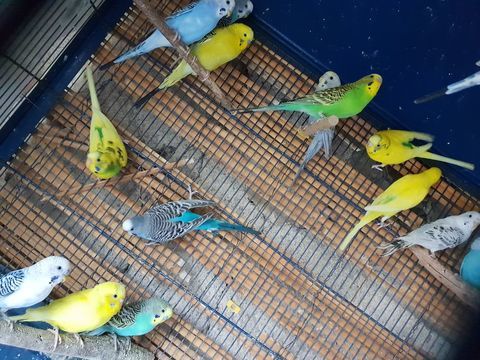 Perruches ondulees 10 37360 Rouziers-de-touraine