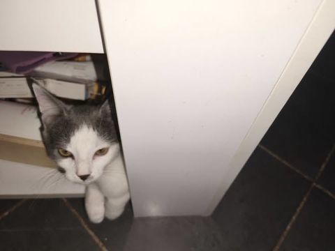 Chat KILI à l adoption 110 07130 Saint-romain-de-lerps