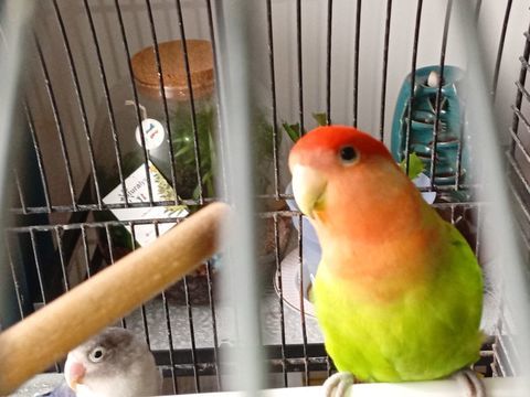 Inseparable 80 62110 H�nin-beaumont