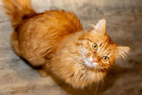 PEPINO CHAT TIGRE ROUX 4 ANS 1/2 195 92260 Fontenay-aux-roses