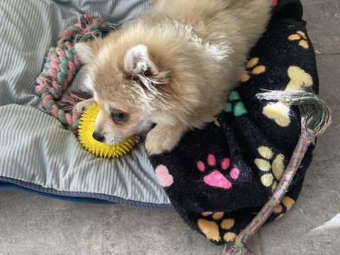 : adorable femelle spitz 990 59360 Le cateau-cambrésis