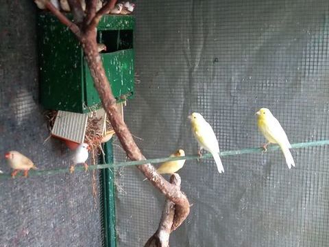 Jeunes de canaries jaunes 10 59150 Wattrelos