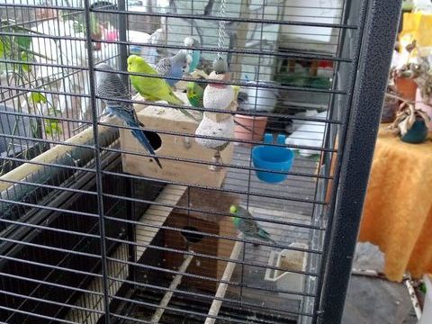 perruche ondule 8 85550 La barre-de-monts