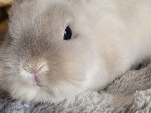 lapin nain 30 50220 Marcilly