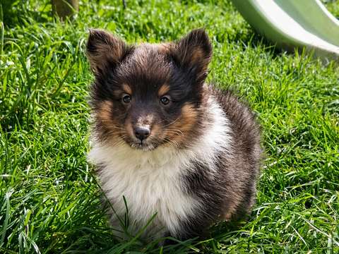 chien de berger des shetland 1200 29260 Le folgo�t