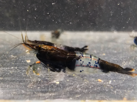 CREVETTES RILI CARBONE BLACK 3 37270 Ath�e-sur-cher