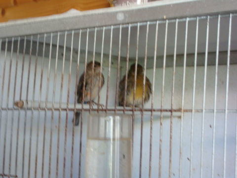 canaris 50 17430 Tonnay-charente