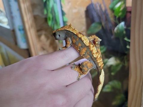 gecko &agrave; cr&ecirc;te 50 57100 Thionville