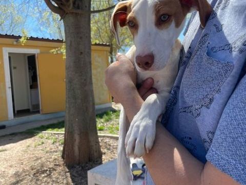 TURBO, chiot podenco de 3 mois 220 24140 Douville
