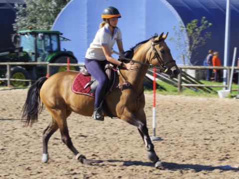 Jument D 6000 59300 Valenciennes