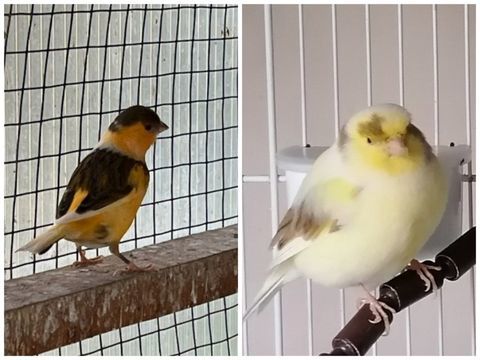 Canari 40 03400 Yzeure