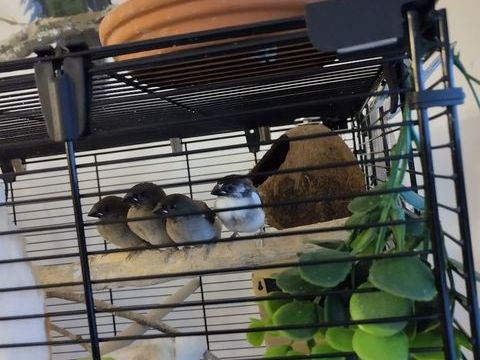 Moineaux du Japon 2024. 10 38330 Montbonnot-saint-martin