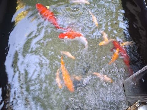 Poissons rouges, beige, orange. 
4 les petits de 2 ans
4 31370 Bérat