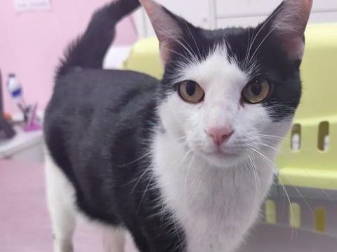 OREO 220 95610 ragny