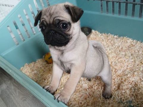 Chiot carlin 1500 60250 Angy