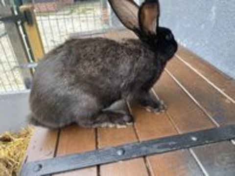   Lapin, géant des Flandres 