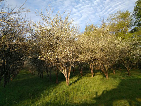   petite propri�t� agricole dans le s�gala lotois Ferme - 3 pi�ce(s) - 75 m�