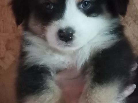 8 chiots bergers australiens &agrave; r&eacute;server 650 14380 Noues de sienne