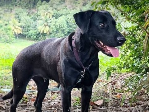 ✨️ TAORMINE ✨️ 290 60000 Beauvais