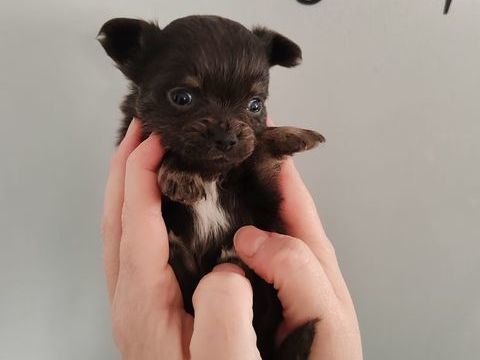 Chiot chihuahua 800 26270 Loriol-sur-dr�me