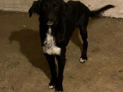 Chien LOLA à l adoption 210 42140 Maringes