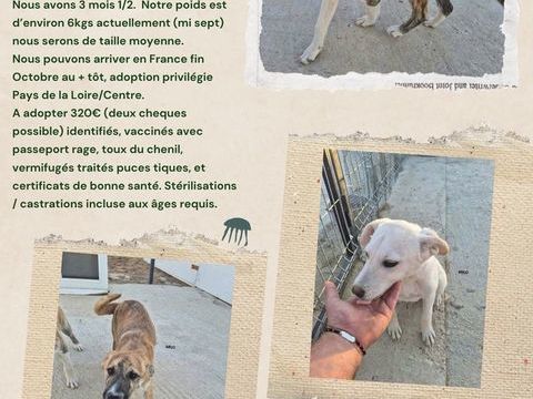 3 chiots crois&eacute;s n&eacute;s le 01/06/2026 320 44190 Clisson