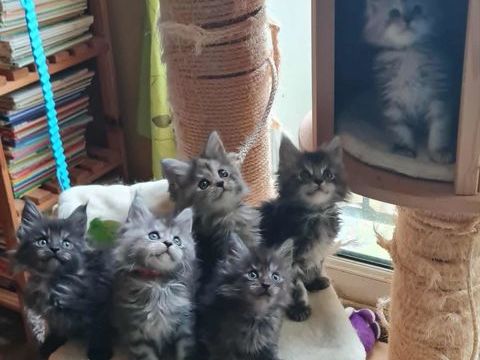 Chatons Maine Coon 2 Mâles et 2 Femelles 900 16000 Angoulme