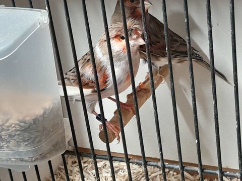 COUPLE DE CANARIS ARLEQUINS 2025 50 95170 Deuil-la-barre