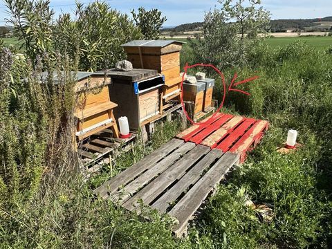 ESSAIM D'ABEILLES NOIRES 140 13770 Venelles