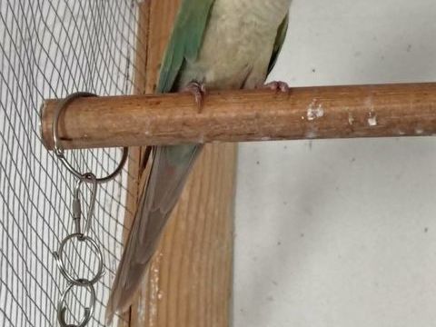 male pyrrhura 60 80800 Corbie