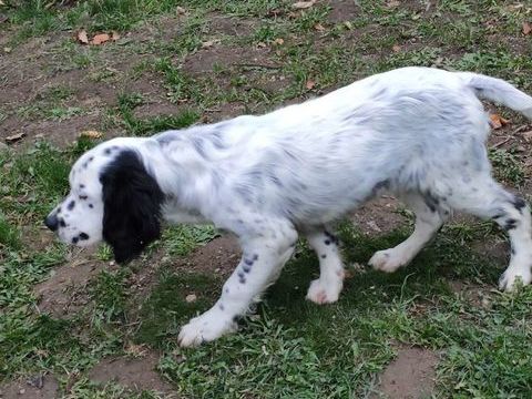 setters anglais mâles 800 65100 Ad