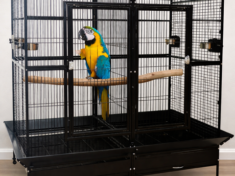 Ara Ararauna 1000 64000 Pau