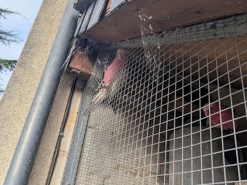 Perroquet Rosalbin 600 49150 Baug