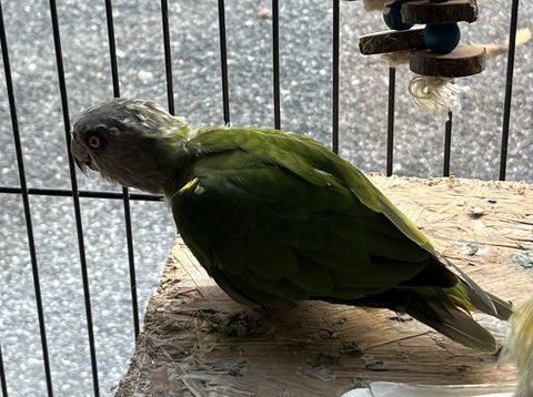 Youyou femelle 150 31250 Revel