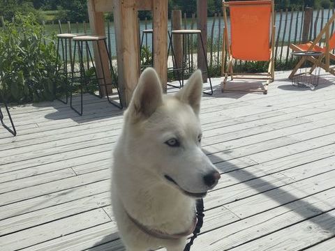 chienne très gentille suite a un problème de santé 400 28630 Le coudray