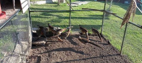 faisans lady 35 25111 Montgesoye