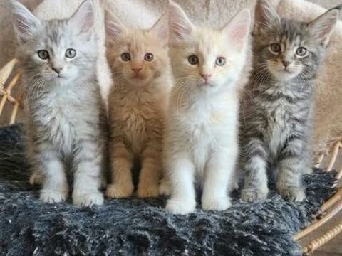 magnifique Chaton m&acirc;les et femelles maine coon loof 1500 77640 Jouarre