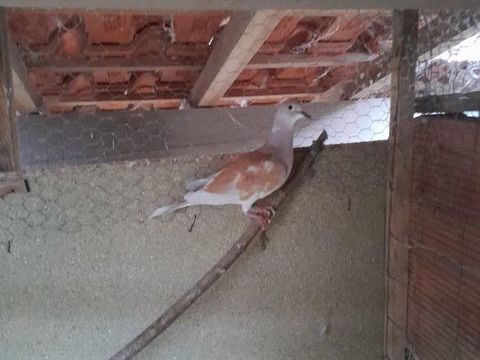 Tourterelles plusieurs couleurs jeunes et adultes .
5 24130 Prigonrieux