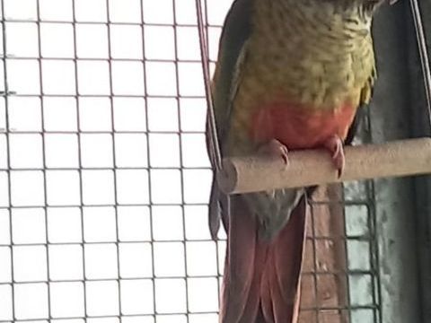 Conure molinae 75 59310 Auchy-lez-orchies