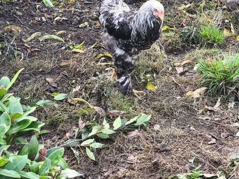 Vent coq bramhma 30 22100 Taden